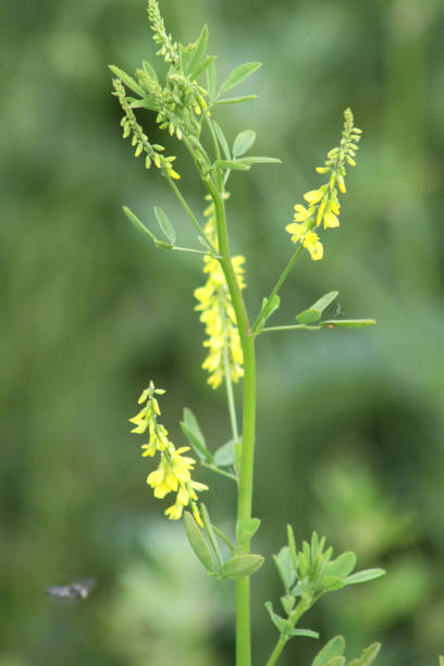 istock Yellow sweet clover in bloom close-up view with selective focus 1325346596