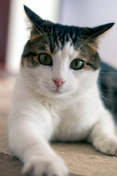istock tabby cat face, facial expressions, close-up. 1325347357