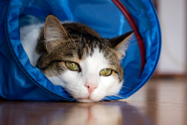 istock House cat sitting and playing inside the cat tunnel toy. 1325347384