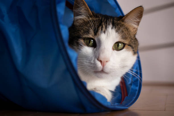 istock tabby cat face, facial expressions, close-up. 1325347396