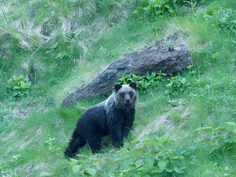 Hokkaido,Japan - June 22, 2021: Wild brown bear or Higuma in Shiretoko National Park, Hokkaido, Japan, photographed from a boat