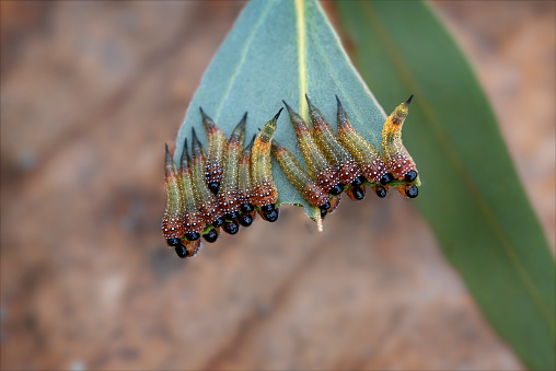 Paperbark Sawfly larvae on a gum leaf