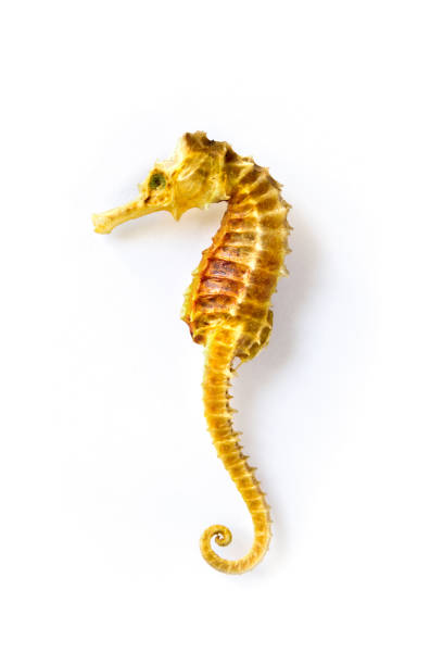 istock Dried seahorse skeleton on a white background 1325348758