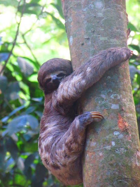 preguiça (bradypus tridactylus) pucallpa, perú. animais na amazônia - tridactylus - fotografias e filmes do acervo