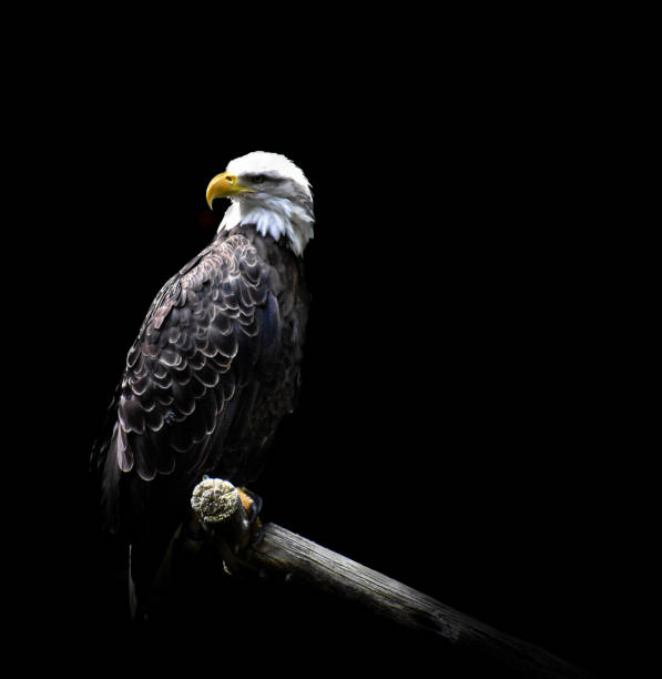presto aquila - north america bald eagle portrait vertical foto e immagini stock
