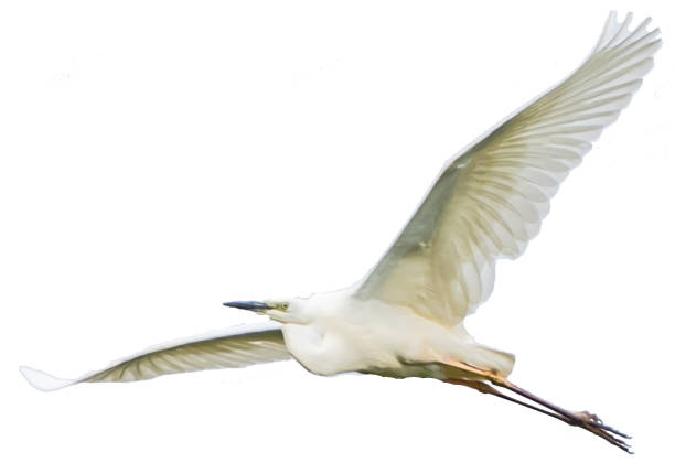 istock Great White Egret Flying over Wetland in Latvia white background 1325350262