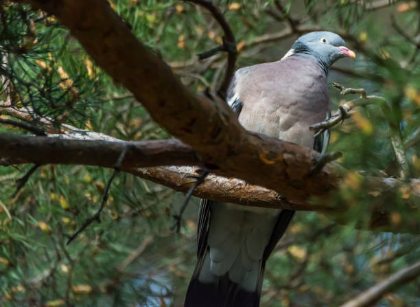 istock Common Wood Pigeon in a Tree in Latvia 1325351556