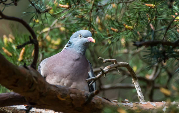istock Common Wood Pigeon in a Tree in Latvia 1325351607