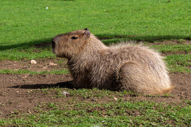 istock Capybara, Hydrochoerus hydrochaeris grazing on fresh green grass 1325351782
