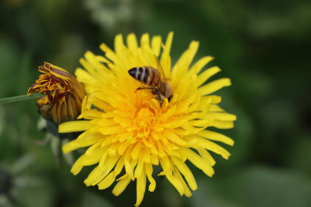 Tussilago farfara with honey bee