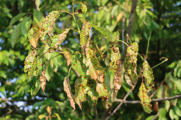 istock Red spotted cherry leaves on branch with disease 1325351873