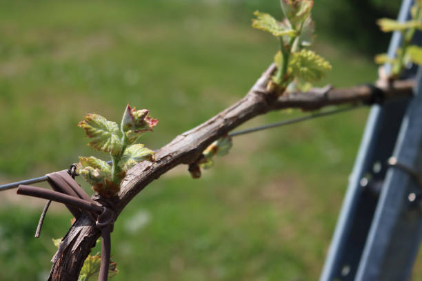 istock Close-up of young fresh Vine plants 1325352455