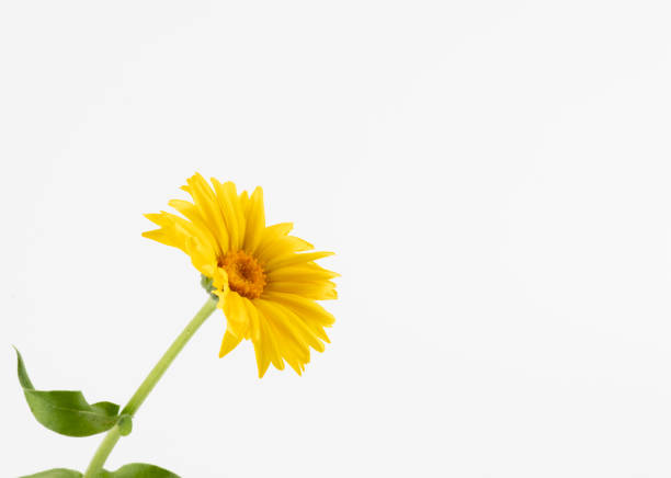 istock Calendula. Flowers with leaves isolated on white 1325355536