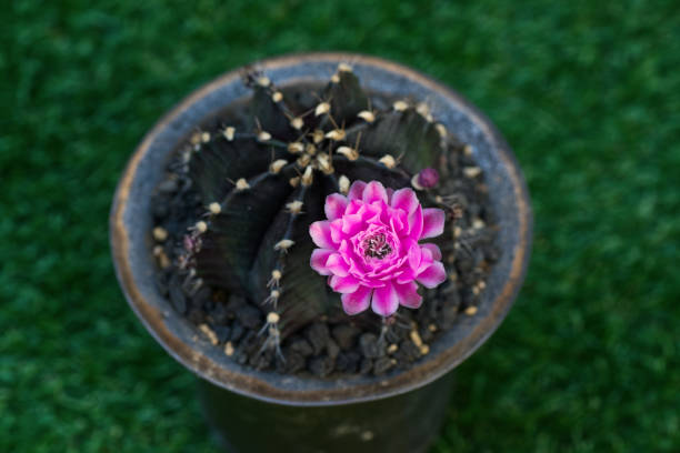 Cactus blooming with a pink flower stock photo