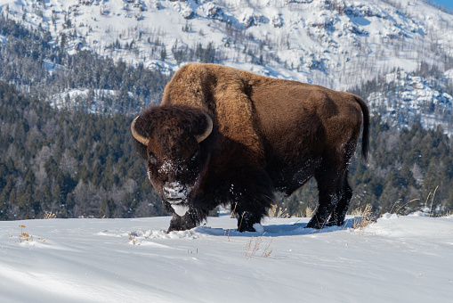 winter shot of a bison standing in snow and facing the camera at yellowstone national park in wyoming, usa