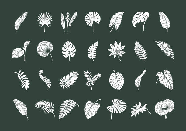 ilustrações de stock, clip art, desenhos animados e ícones de big set of exotic tropical leaves - palm leaf leaf palm tree frond