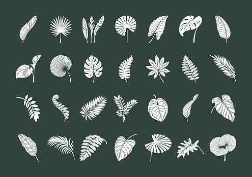 Big Set of exotic tropical leaves. White elements on a dark background. Vector botanical illustration. Great design elements for congratulation cards, banners