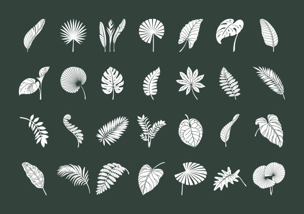 Big Set of exotic tropical leaves Big Set of exotic tropical leaves. White elements on a dark background. Vector botanical illustration. Great design elements for congratulation cards, banners tropical flower stock illustrations