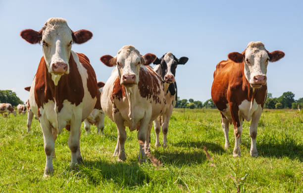 istock Group of cows in the pasture 1325358912
