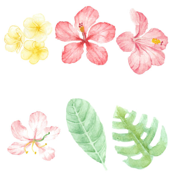 수채화 레드 여름 열대 꽃 히비스커스와 깃털 엘리먼트 컬렉션 - hibiscus pink flower botany stock illustrations
