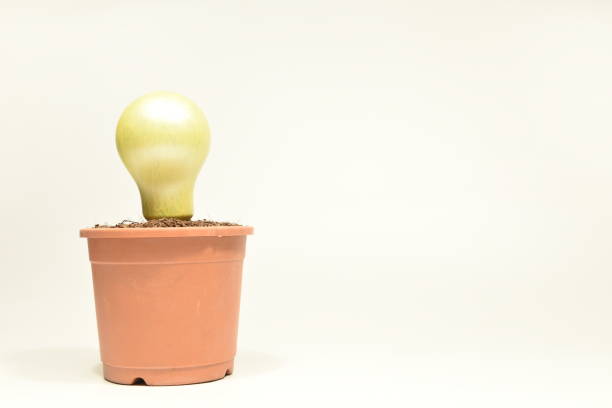 Yellow colored bulb planted in a flower pot filled with soil Image of bulb painted yellow and planted in a brown flower pot filled with soil, depicting innovation, creativity and growth of ideas. sabby stock pictures, royalty-free photos & images