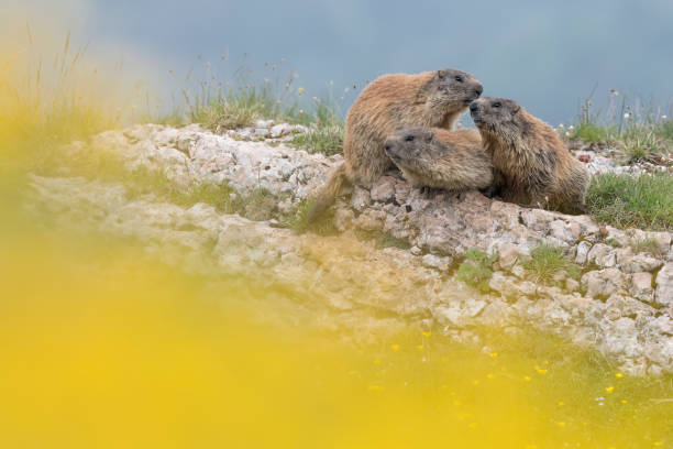 istock Alpine marmots on the rock (Marmota marmota) 1325360629
