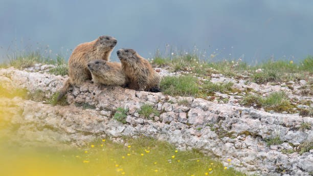 istock Alpine marmots on the rock (Marmota marmota) 1325362536