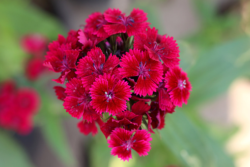 Sweet William grows in the mountains of southern Europe from the Pyrenees east to the Carpathians and the Balkans, with a variety disjunct in northeastern China, Korea, and southeasternmost Russia. It grows to 13–92 cm tall (depending on the variety),[6] with green to glaucous blue-green tapered leaves 4–10 cm long and 1–2 cm broad.