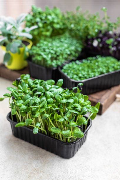istock Different types of micro greens in containers. Seed germination at home. Vegan and healthy eating concept. Organic raw microgreens. 1325365421