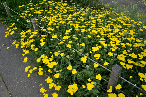 A vibrant meadow of yellow flowers fills the outdoor landscape, their herbaceous stems and delicate petals creating a stunning groundcover of natural beauty