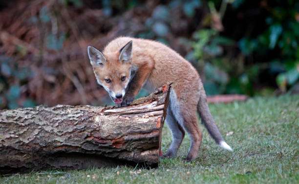 istock Urban fox cubs playing and exploring in the garden 1325365695