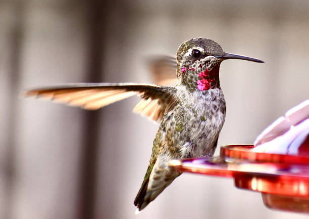 Breathtakingly beautiful Hummingbird with iridescent magenta and green colors and wings out sitting on feeder