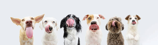 banner sechs hungrige hunde lecken seine lippen mit zunge aus und warten auf essen. isoliert auf weißem hintergrund - dog eating puppy food stock-fotos und bilder