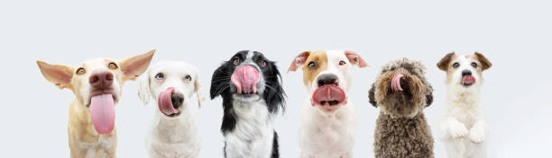 stendardo sei cani affamati che si leccano le labbra con la lingua fuori in attesa di mangiare cibo. isolato su sfondo bianco - dog eating puppy food foto e immagini stock