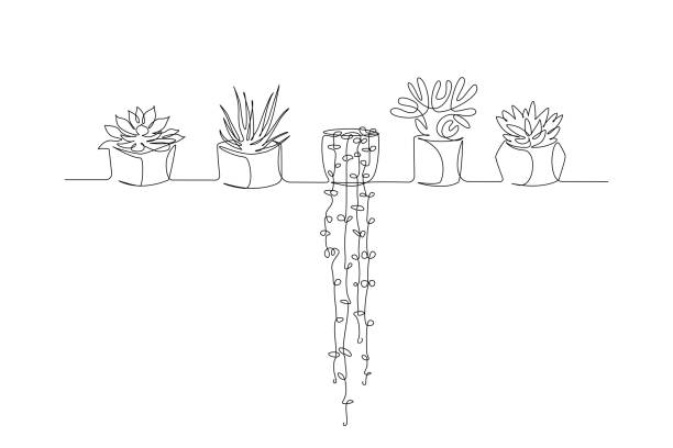 ilustrações, clipart, desenhos animados e ícones de uma linha contínua de desenho de plantas da casa em vasos. suculentas e lindas flores para apartamento em estilo linear simples. ilustração vetorial de curso editável - suculenta