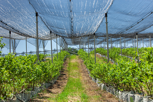 blueberry plantation with plants in grow bags and  anti-hail net