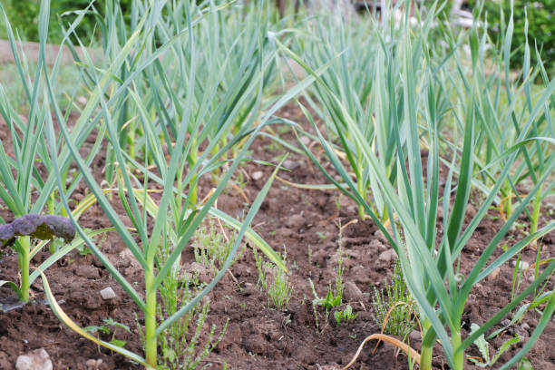 istock Rows of lush green garlic grown in the backyard. 1325366752