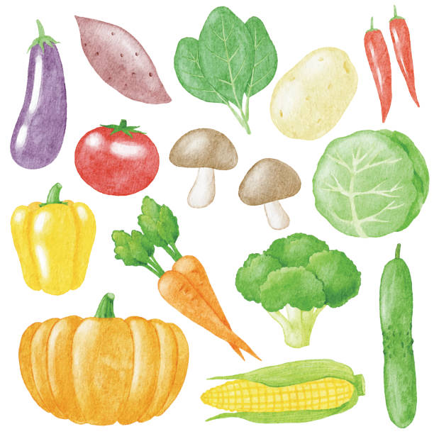 수채화 야채 - eggplant vegetable food white background stock illustrations