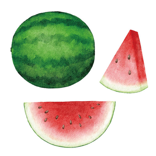 수채화 수박 - watermelon fruit food portion stock illustrations