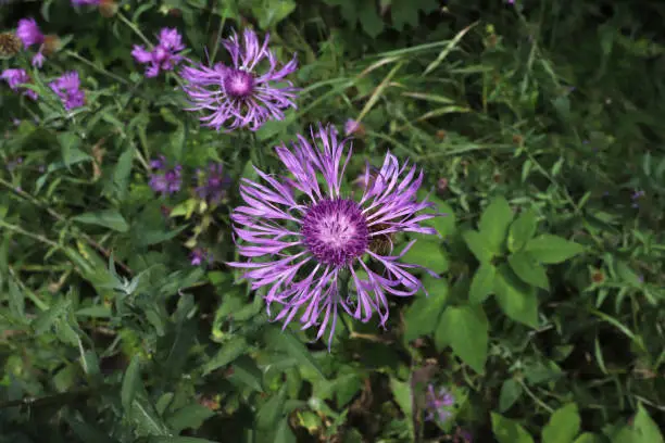 Centaurea stoebe (Spotted knapweed)