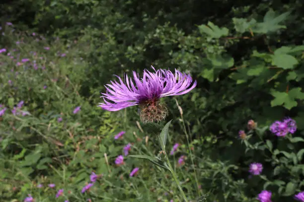 Centaurea stoebe (Spotted knapweed)