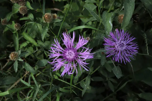 Centaurea stoebe (Spotted knapweed)