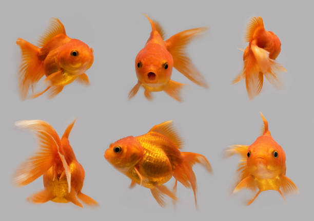 set von goldfischen, fisch isoliert auf grauem hintergrund. tier im wasser. - goldfish stock-fotos und bilder