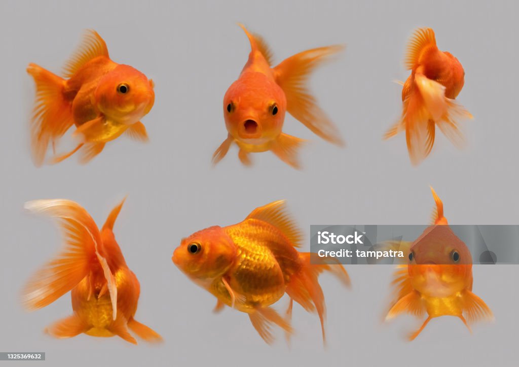 Set of goldfish, fish isolated on gray background. Animal in water. Fish Stock Photo