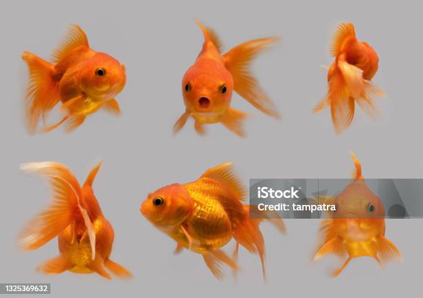 Set Of Goldfish Fish Isolated On Gray Background Animal In Water Stock Photo - Download Image Now