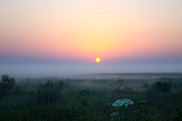 Vector graphics - a beautiful dramatic bright dawn with the sun on the horizon and a gradient sky and a grass silhouette in the early summer morning