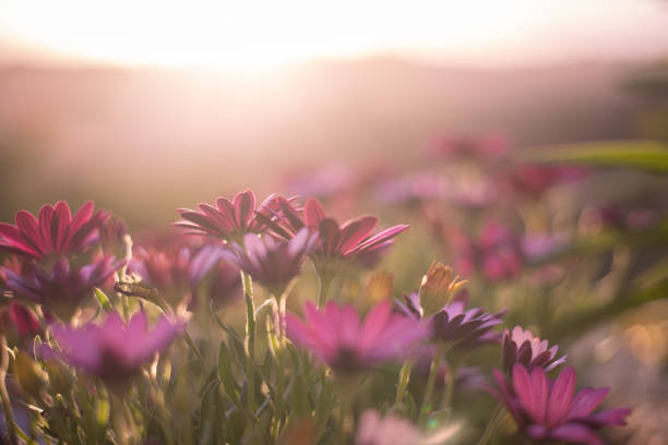 Backlit pink daisies in a flower bed