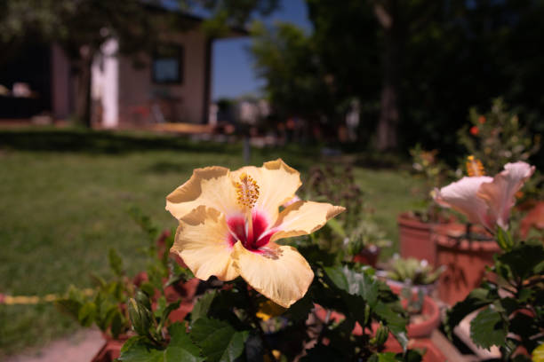 Hibiscus - Beautiful flower head in a well-kept green garden