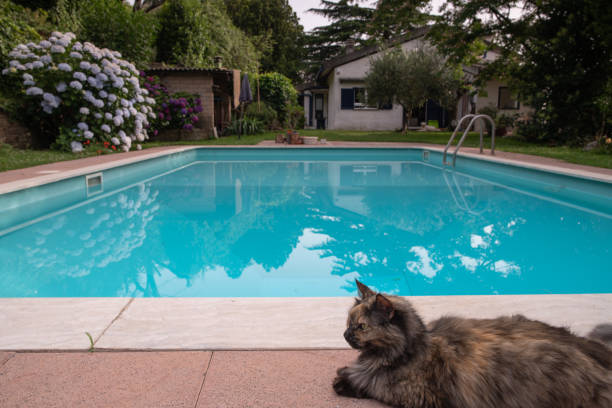 A cat sitting by the pool with a house in the background