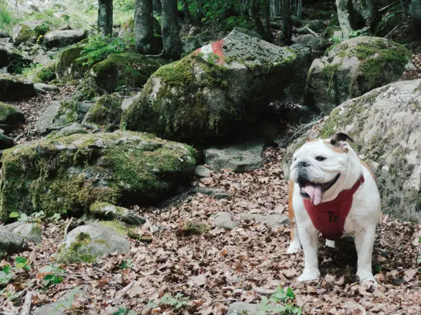 English bulldog on trekking path (red/white markings on Italian mountain routes)
